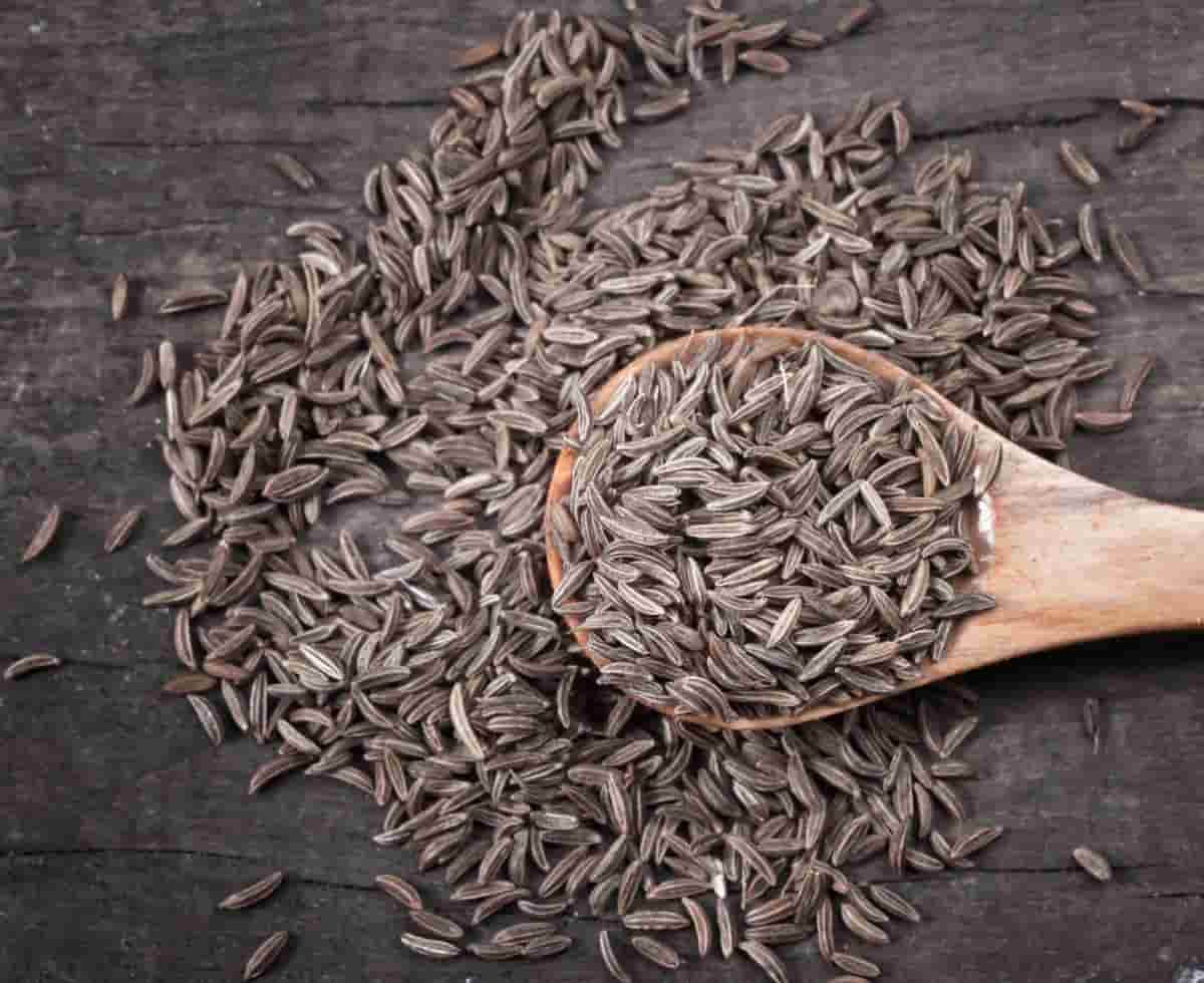 زیره سیاه اصل با عطر ماندگار و کیفیت صادراتی